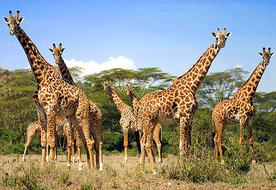 Giraffen in Kenia