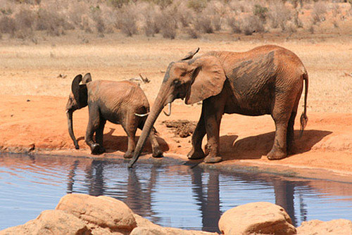 Sehenswürdigkeiten Kenia: Nationalparks