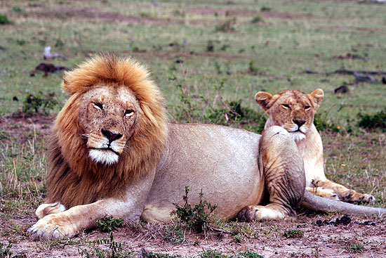 Löwen in Afrika
