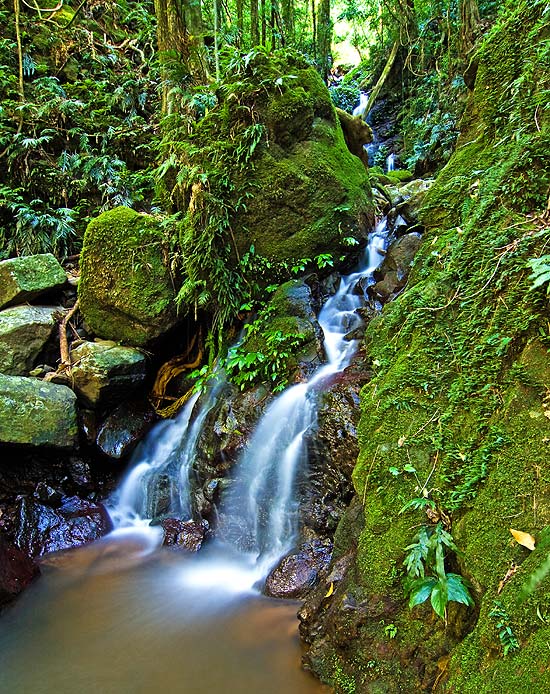 Regenwald im Dorrigo Nationalpark