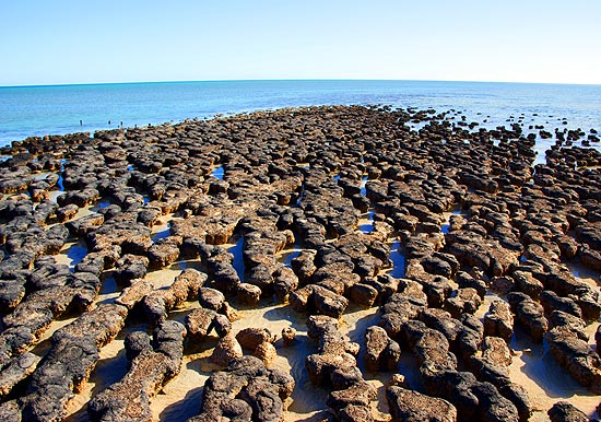 Stromatolithen in der Shark Bay
